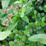 Cotoneaster apiculatus